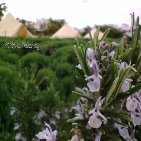 Gradina Magica A Lavandei Glamping