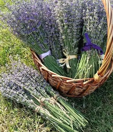 Gradina Magica A Lavandei Glamping Urlati